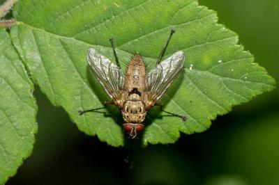  Dexia rustica (Fabricius, 1775)