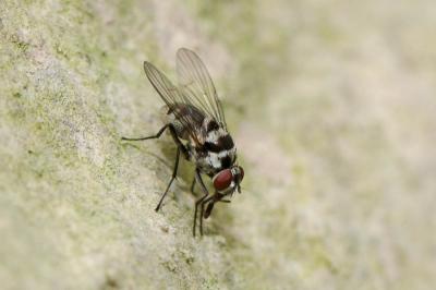  Limnophora obsignata (Rondani, 1866)