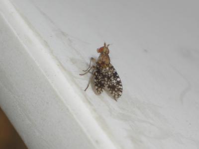  Trypetoptera punctulata (Scopoli, 1763)