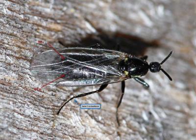 Scatopse noir Scatopse notata (Linnaeus, 1758)