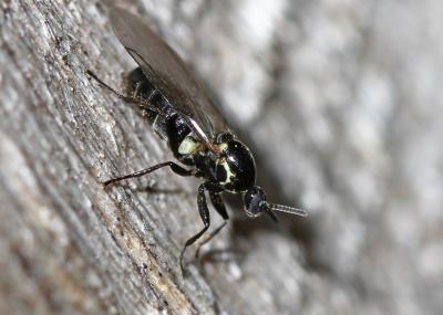 Scatopse noir Scatopse notata (Linnaeus, 1758)