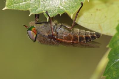  Tabanus promesogaeus Mally, 1987
