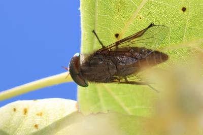  Tabanus promesogaeus Mally, 1987