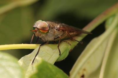  Tabanus promesogaeus Mally, 1987