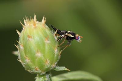  Urophora quadrifasciata (Meigen, 1826)