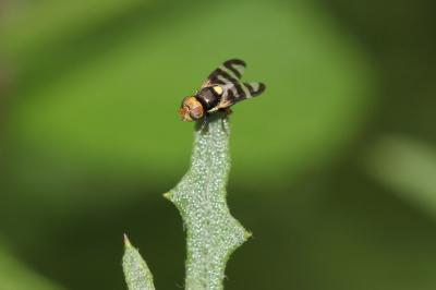  Urophora quadrifasciata (Meigen, 1826)