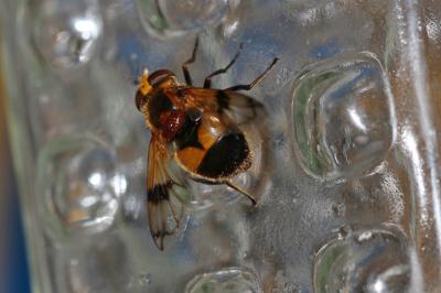  Volucella inflata (Fabricius, 1794)