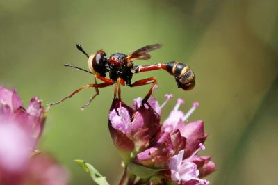  Physocephala vittata (Fabricius, 1794)