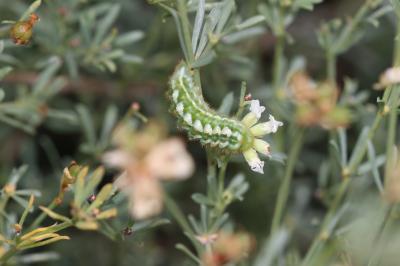 Thécla de la Ronce (La), Argus vert (L') Callophrys rubi (Linnaeus, 1758)