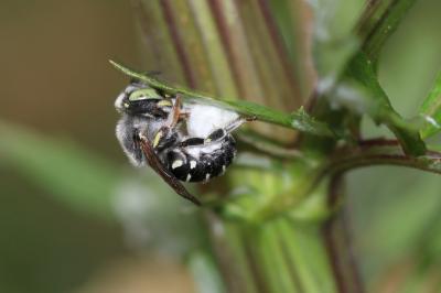  Anthidium Fabricius, 1804