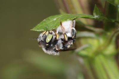  Anthidium Fabricius, 1804