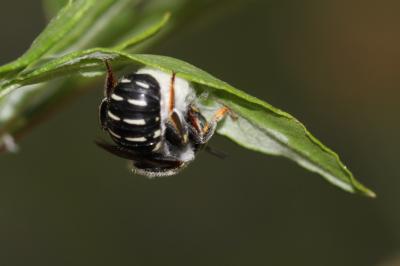  Anthidium Fabricius, 1804