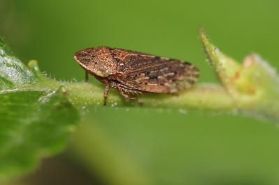  Aphrodes carinatus (Stål, 1864)