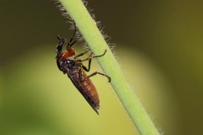  Dilophus antipedalis