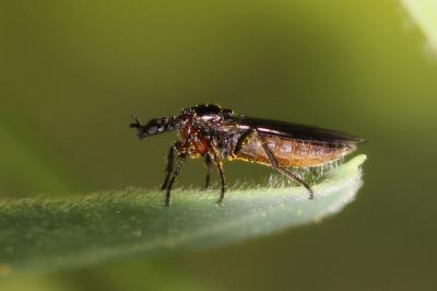  Dilophus antipedalis