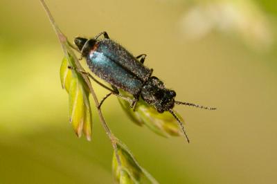  Cordylepherus viridis (Fabricius, 1787)