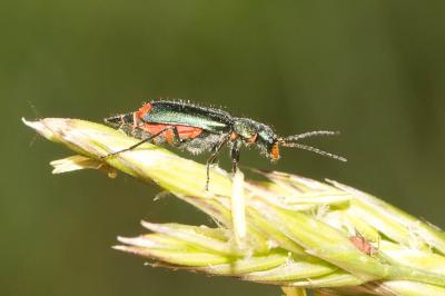 Malachie à deux points Malachius bipustulatus (Linnaeus, 1758)
