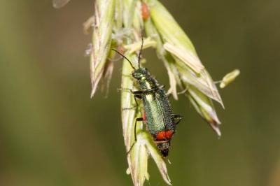 Malachie à deux points Malachius bipustulatus (Linnaeus, 1758)