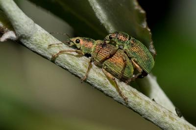 Charançon vert soyeux Polydrusus formosus (Mayer, 1779)