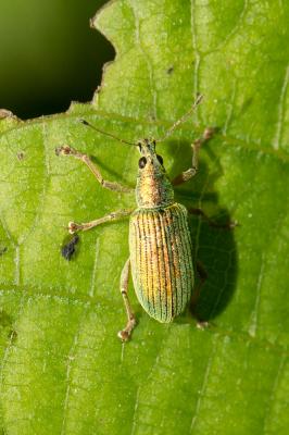 Charançon vert soyeux Polydrusus formosus (Mayer, 1779)