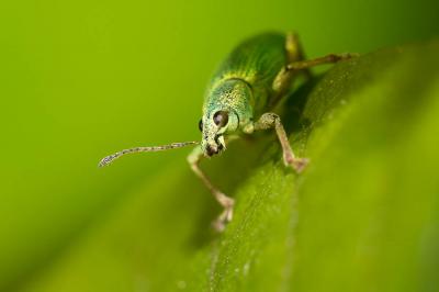 Charançon vert soyeux Polydrusus formosus (Mayer, 1779)