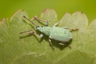  Phyllobius argentatus (Linnaeus, 1758)