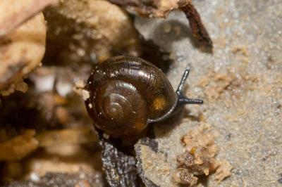 Luisantine des marais Zonitoides nitidus (O.F. Müller, 1774)