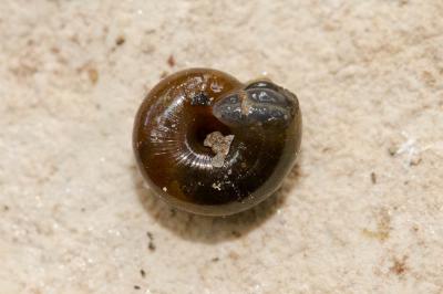 Luisantine des marais Zonitoides nitidus (O.F. Müller, 1774)