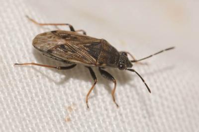  Peritrechus nubilus (Fallén, 1807)