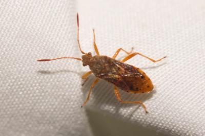  Rhopalus maculatus (Fieber, 1837)