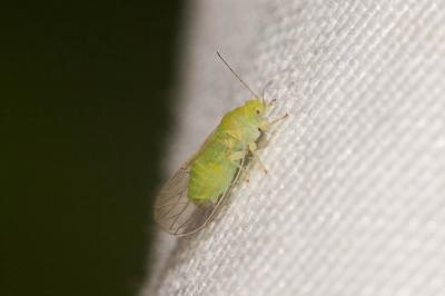  Psylla alni (Linnaeus, 1758)