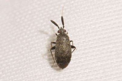  Atractotomus mali (Meyer-Dür, 1843)