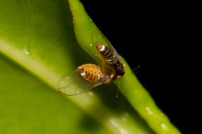 Psylle du laurier Lauritrioza alacris (Flor, 1861)