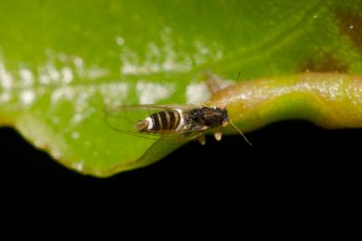 Psylle du laurier Lauritrioza alacris (Flor, 1861)