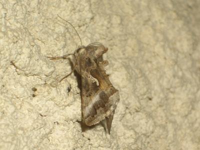 Gamma (Le) Autographa gamma (Linnaeus, 1758)