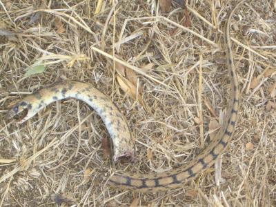 Couleuvre à échelons Zamenis scalaris (Schinz, 1822)