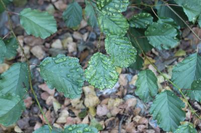  Acalitus brevitarsus (Fockeu, 1890)