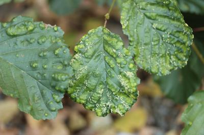  Acalitus brevitarsus (Fockeu, 1890)