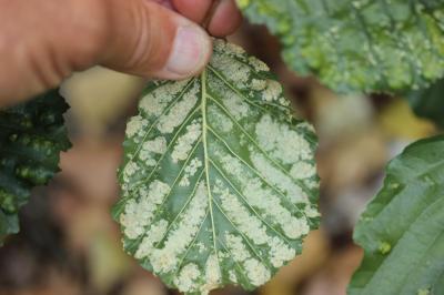  Acalitus brevitarsus (Fockeu, 1890)
