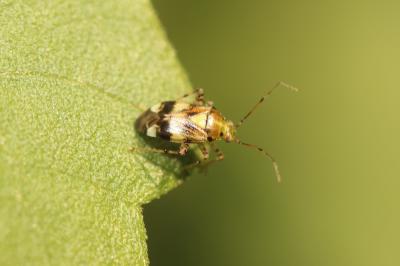  Liocoris tripustulatus (Fabricius, 1781)