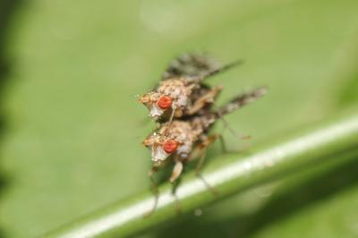  Trypetoptera punctulata (Scopoli, 1763)