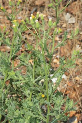 Séneçon visqueux Senecio viscosus L., 1753