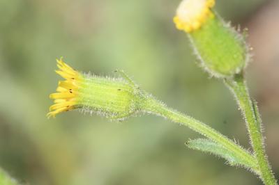 Séneçon visqueux Senecio viscosus L., 1753