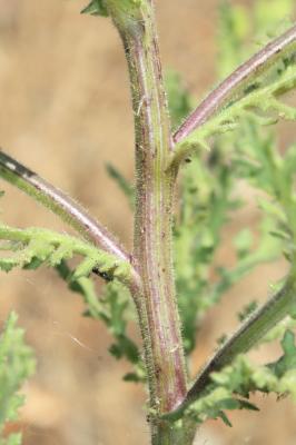 Séneçon visqueux Senecio viscosus L., 1753