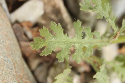 Séneçon visqueux Senecio viscosus L., 1753