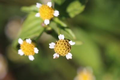 Galinsoga cilié Galinsoga quadriradiata Ruiz & Pav., 1798