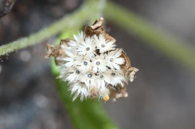 Galinsoga cilié Galinsoga quadriradiata Ruiz & Pav., 1798