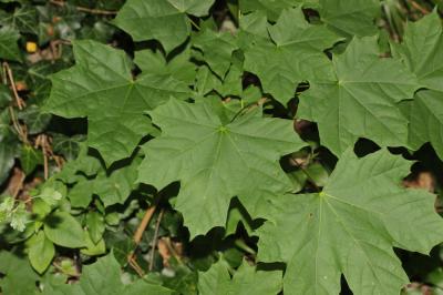 Érable plane, Plane Acer platanoides L., 1753