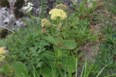 Grand Sédum Hylotelephium maximum (L.) Holub, 1978