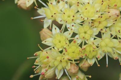 Grand Sédum Hylotelephium maximum (L.) Holub, 1978